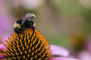 188261 web Researchers create first sensor package that can ride aboard bees