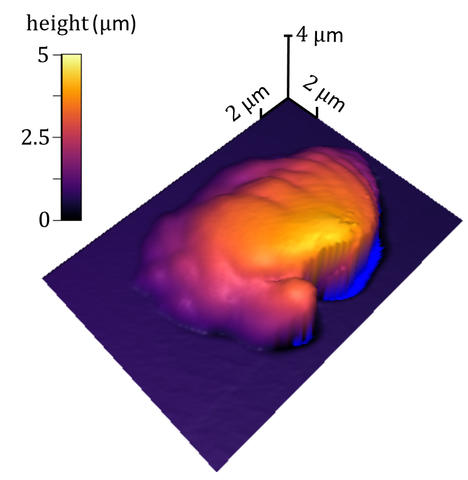 NIST method measures 3D polymer processing precisely