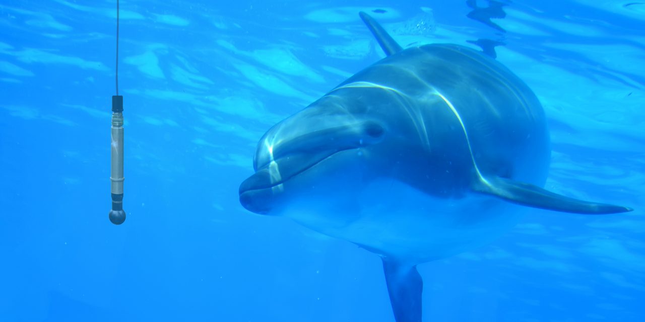 Digitizer cards convert dolphin sonar clicks to mouse clicks