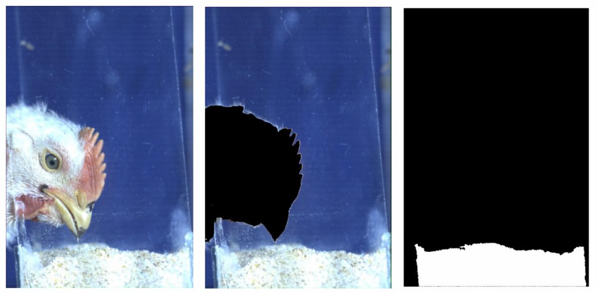 High-speed machine vision system decodes chicken feeding biomechanics at 300 FPS