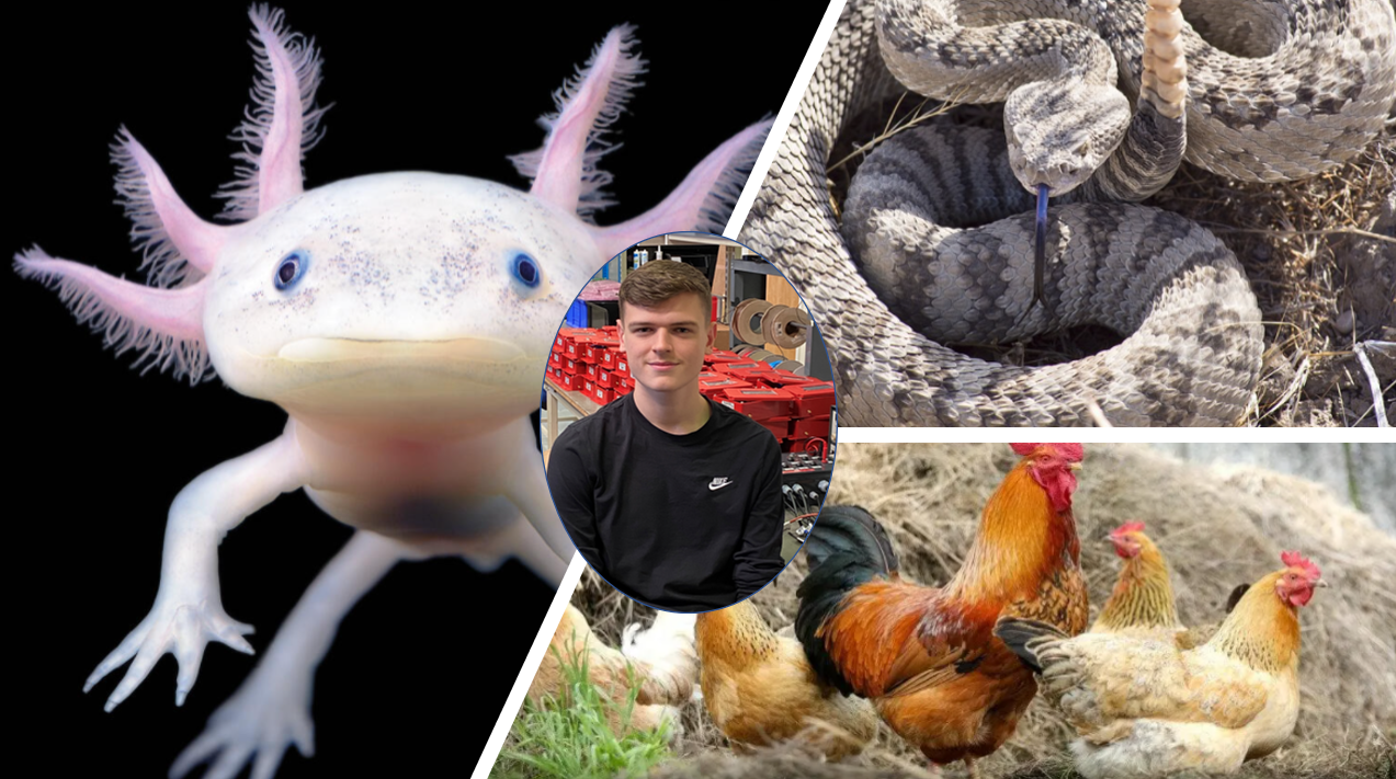 Menagerie to IoT… Powelectrics welcomes Ryan Bourne!