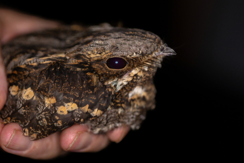 Thermal-sensing cameras detect protected nightjar nests